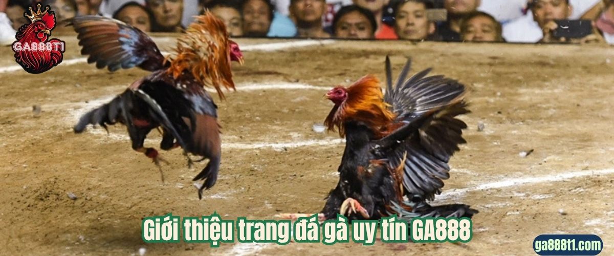 Giới thiệu trang đá gà uy tín GA888
