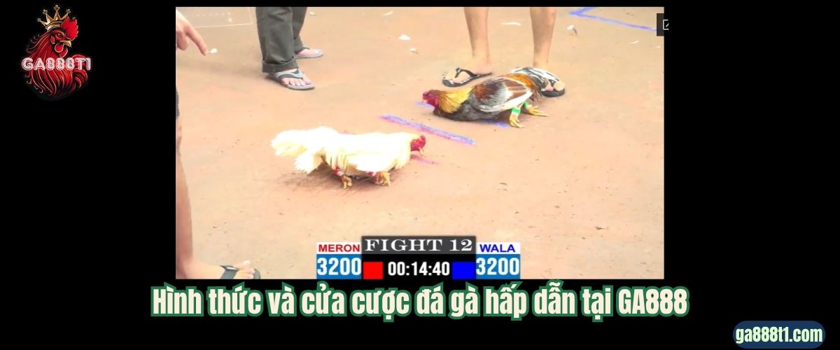 Hình thức và cửa cược đá gà hấp dẫn tại GA888