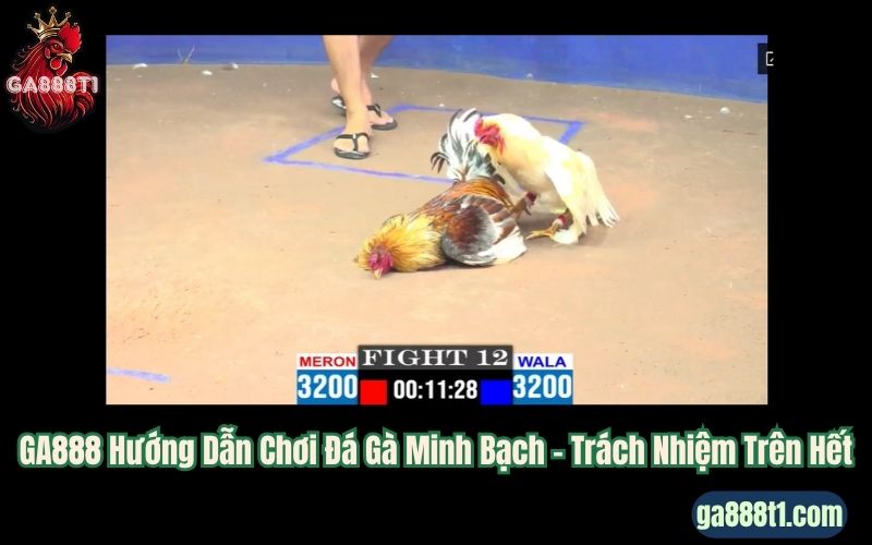GA888 Hướng Dẫn Chơi Đá Gà Minh Bạch – Trách Nhiệm Trên Hết